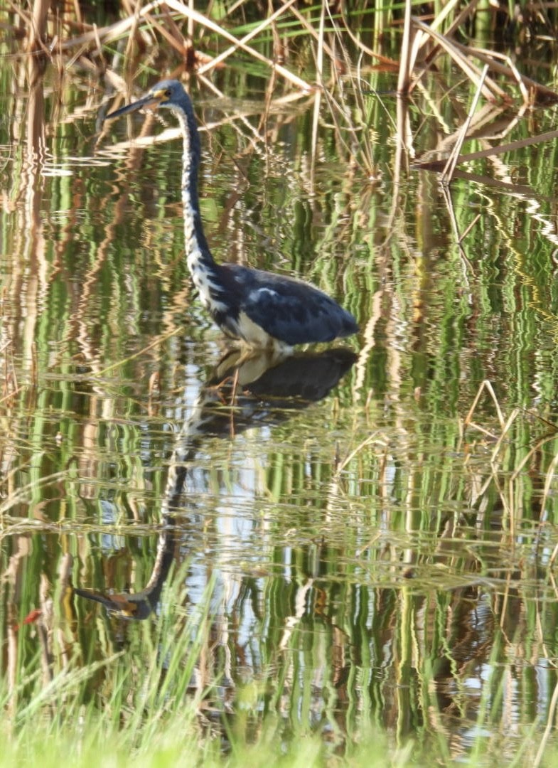 Tricolored Heron - ML622066283