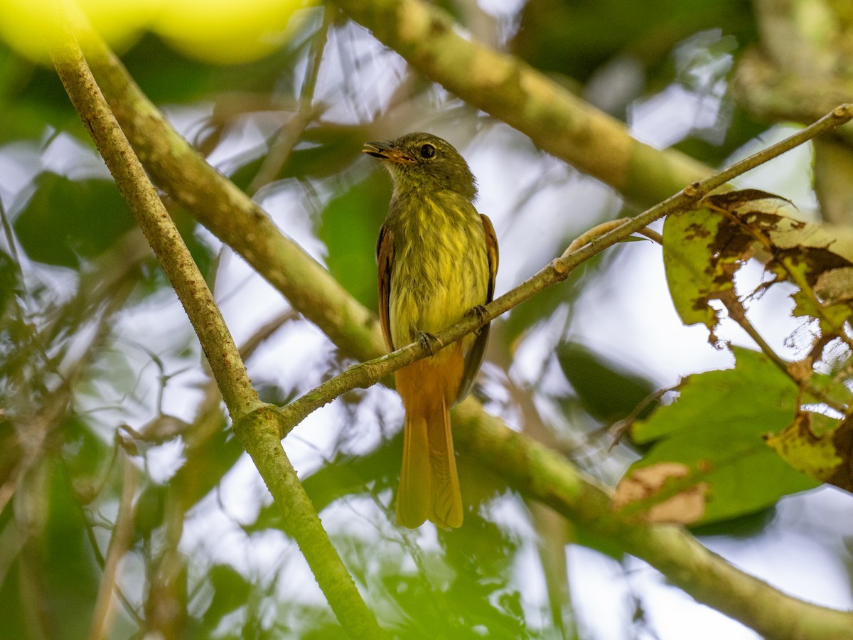 Rufous-tailed Flatbill - ML622066310