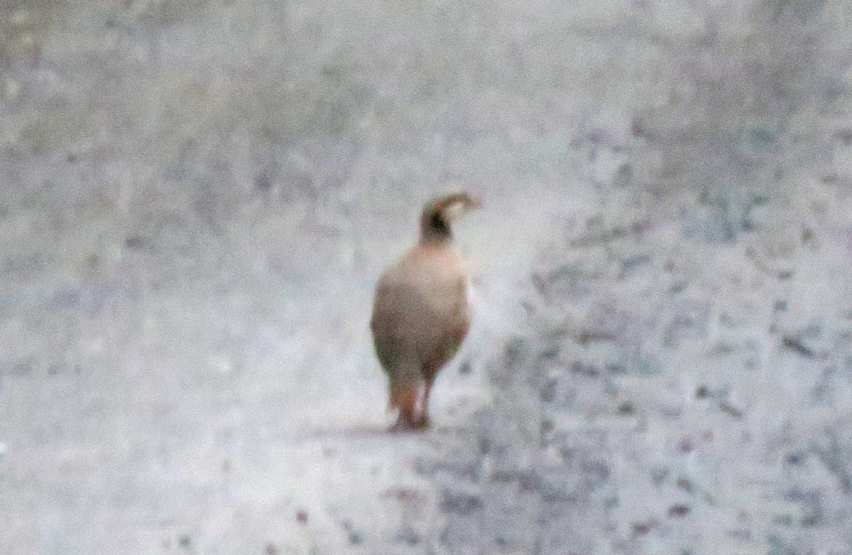 Chukar - ML622066315