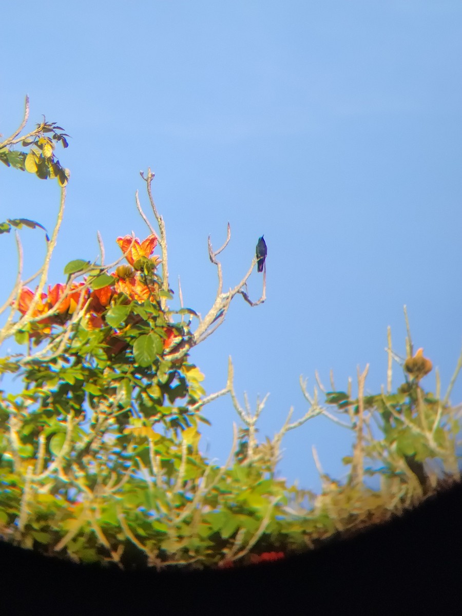 Black-throated Mango - ML622066348