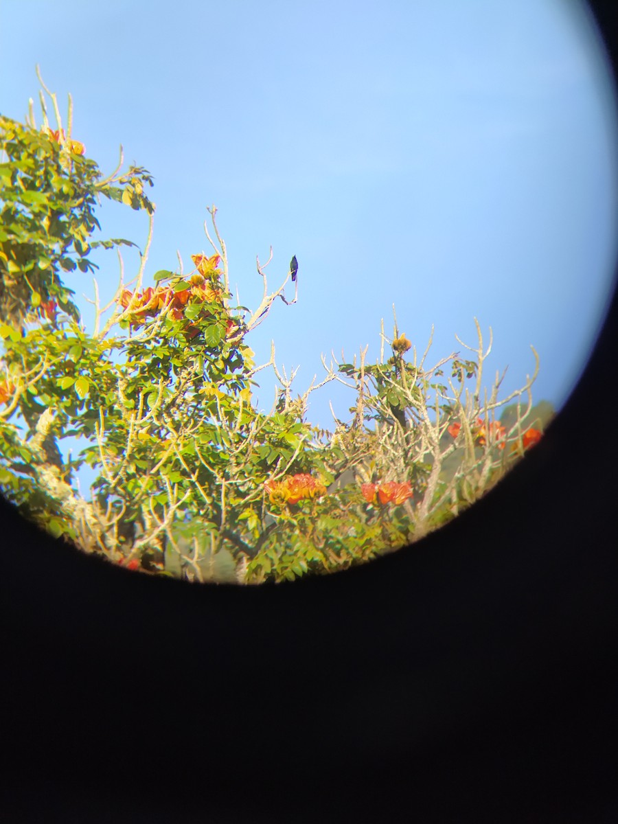 Black-throated Mango - ML622066351