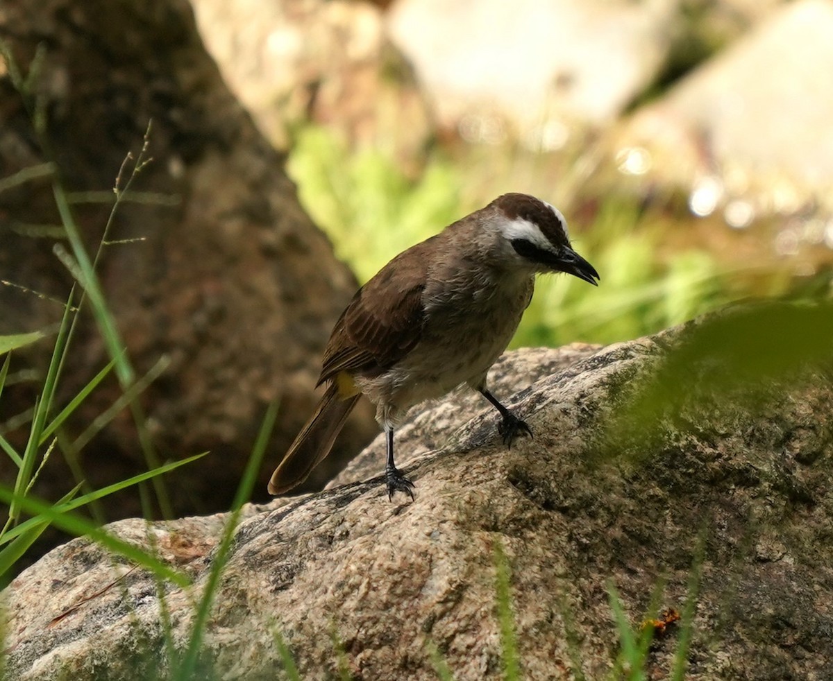 Bulbul Culiamarillo - ML622066384