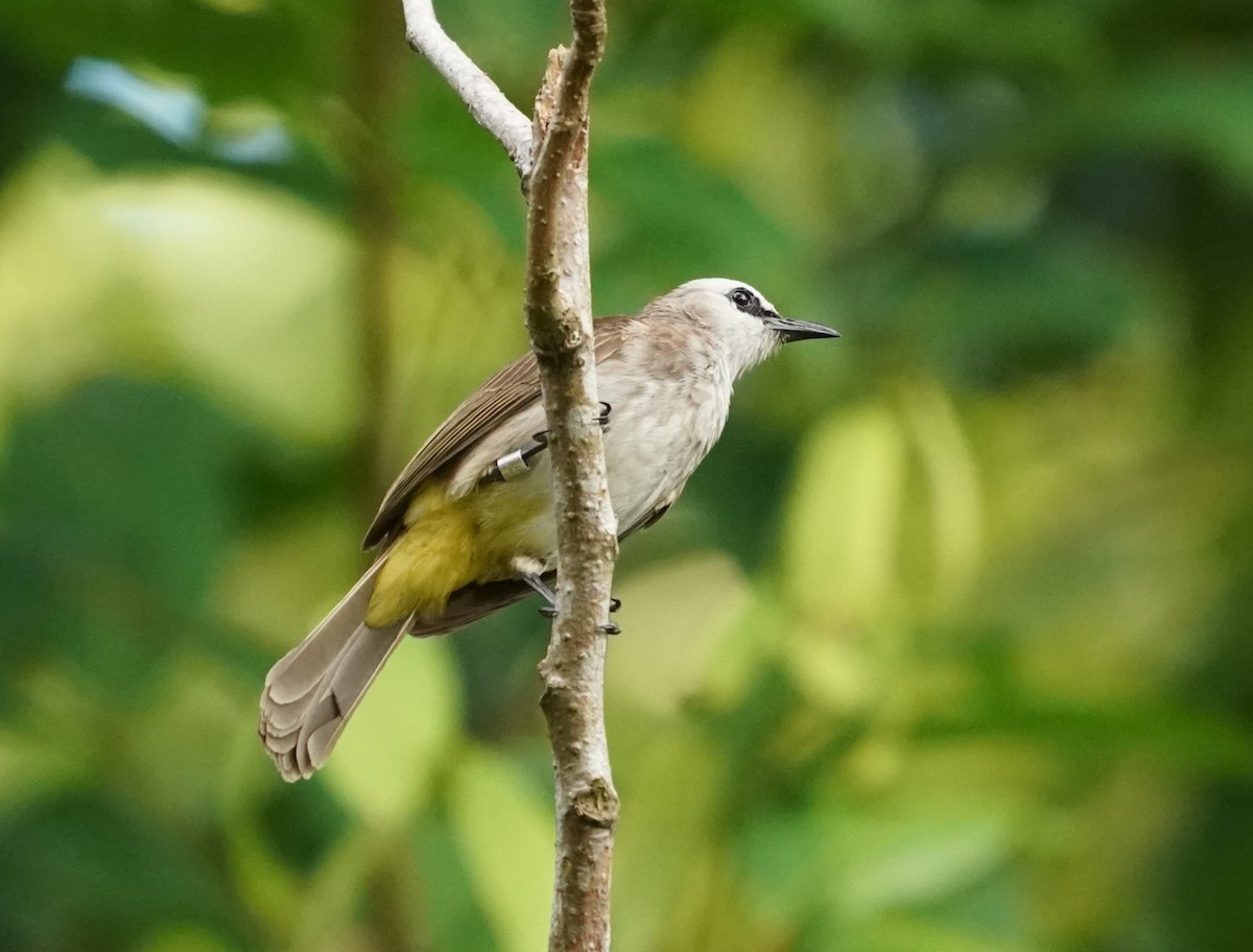 Bulbul Culiamarillo - ML622066385