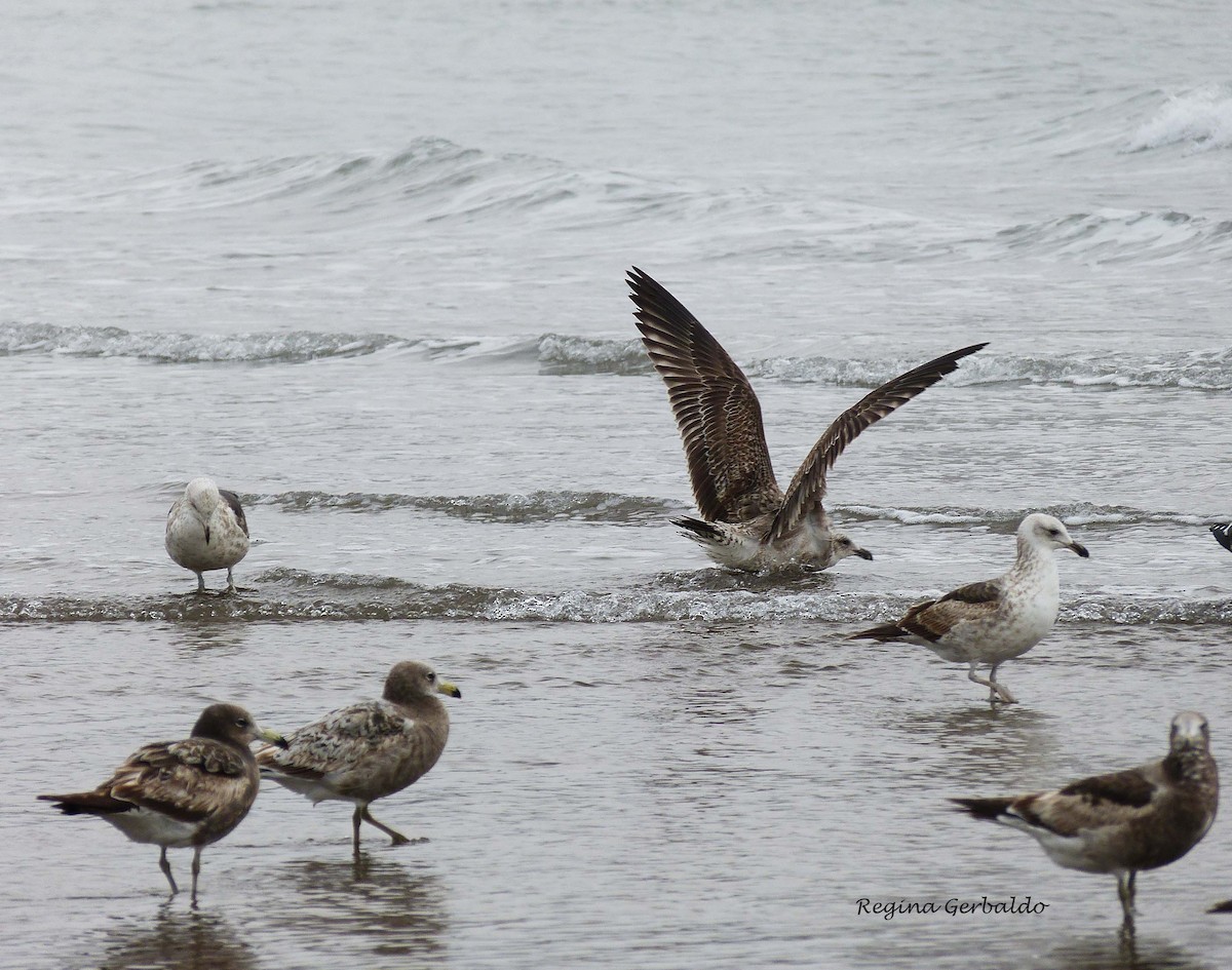 Gaviota Cangrejera - ML622066386