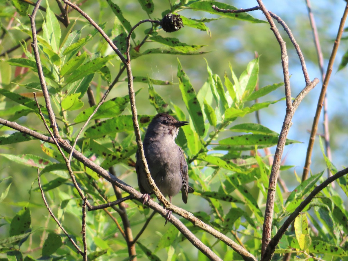 Gray Catbird - Chantal Labbé