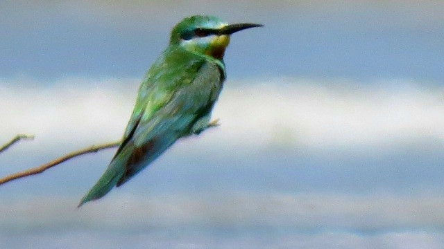 Blue-cheeked Bee-eater - Katayoon Mahboubi