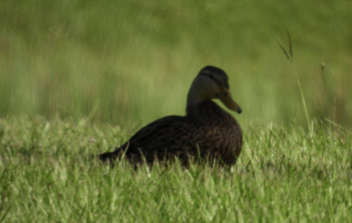 Mottled Duck - Denise Rychlik