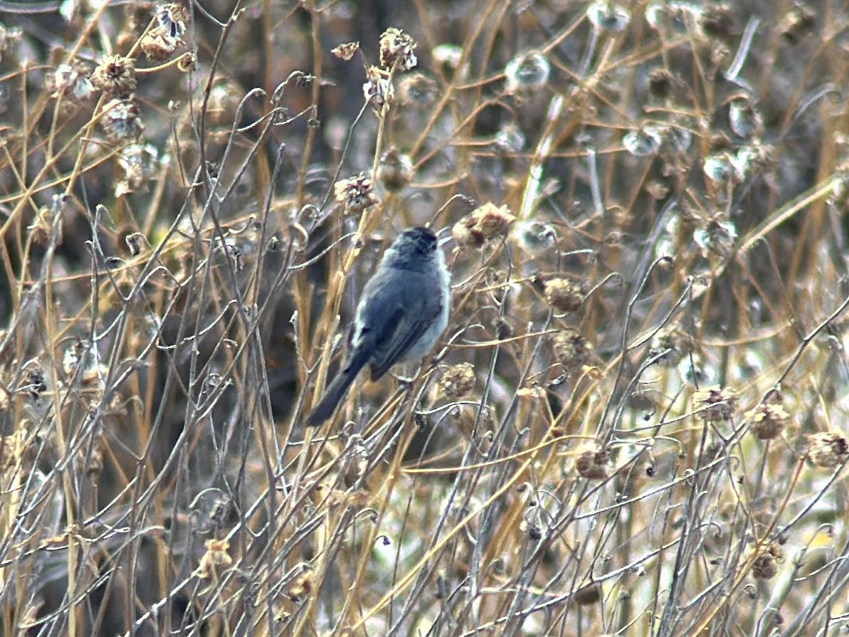 California Gnatcatcher - ML622066464