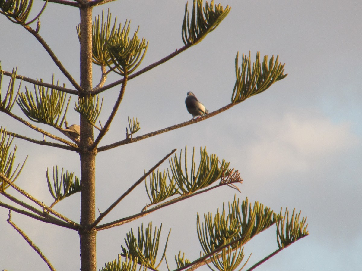 Rock Pigeon (Feral Pigeon) - ML622066540