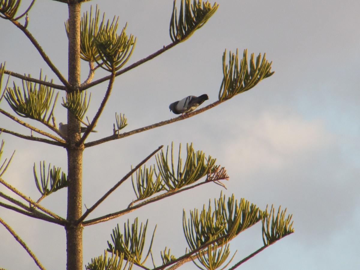 Rock Pigeon (Feral Pigeon) - ML622066541