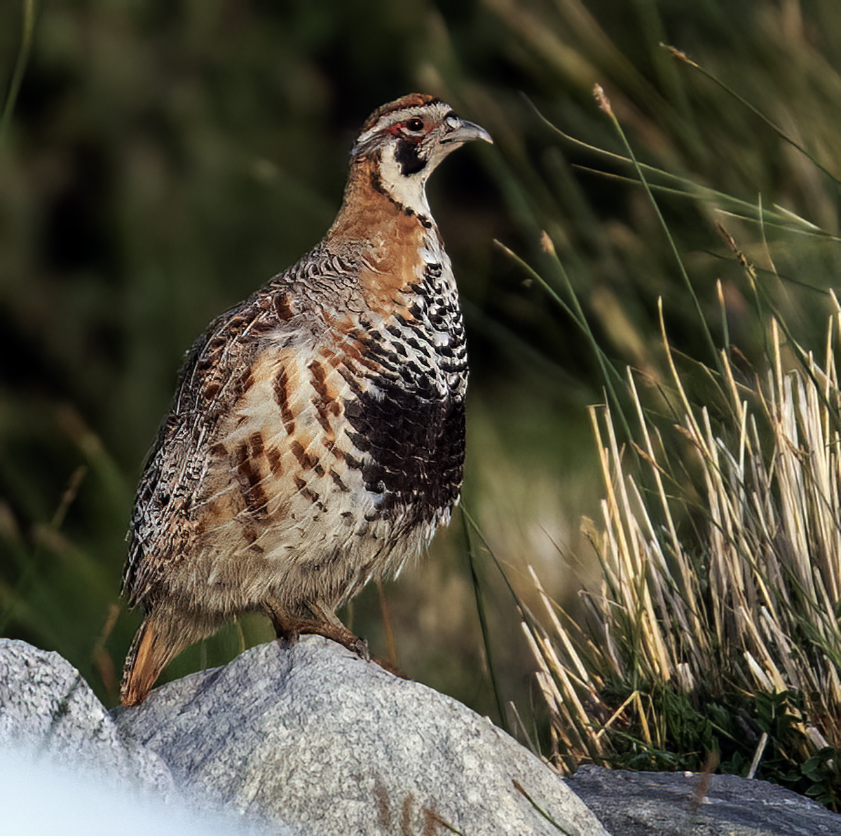 Tibetan Partridge - ML622066633