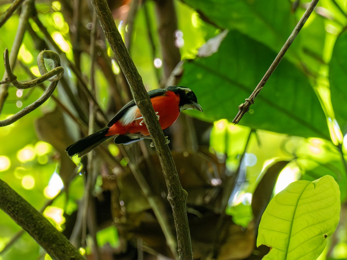 Rose-breasted Chat - ML622066654