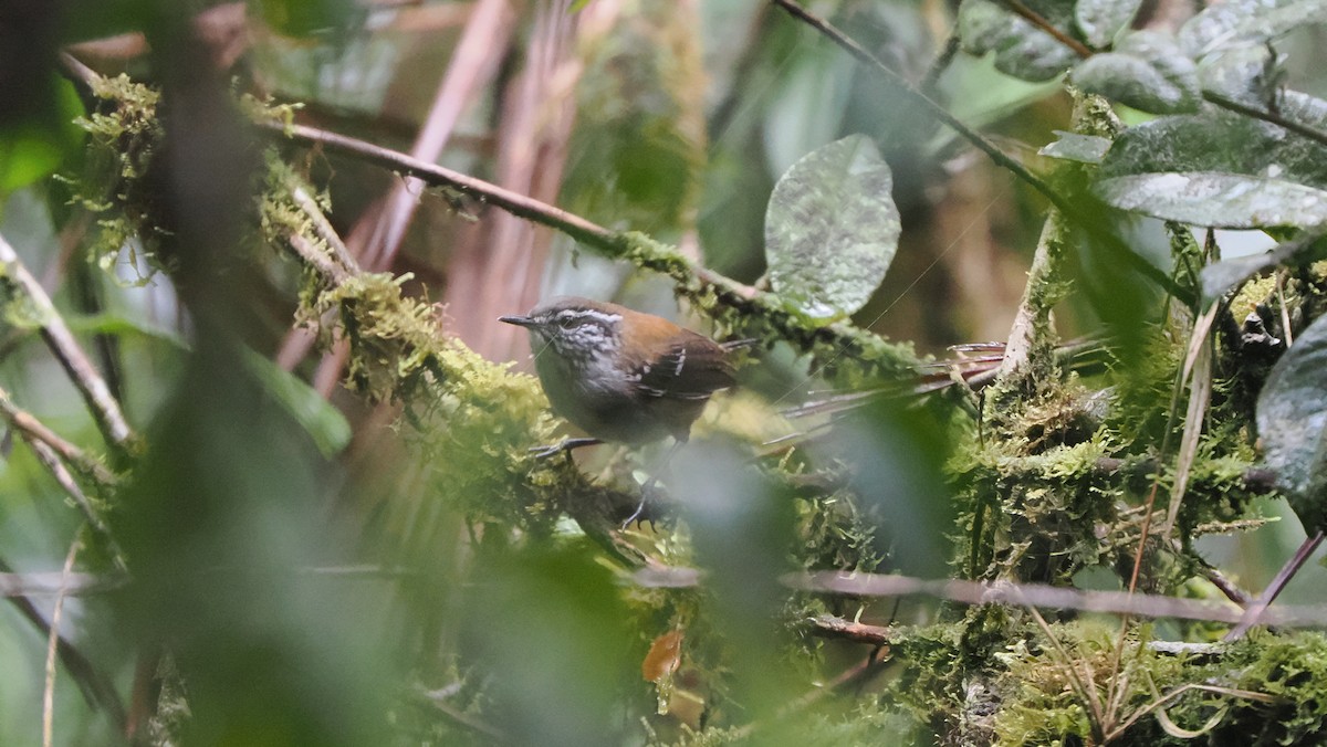 Bar-winged Wood-Wren - ML622066894
