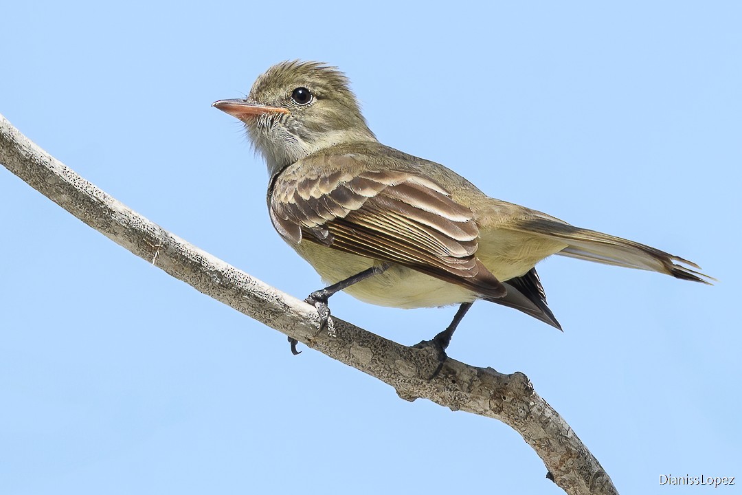 Caribbean Elaenia - ML622066920