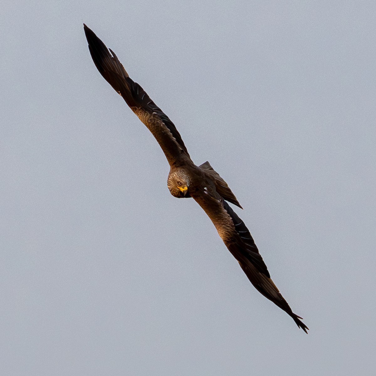 Black Kite - ML622066923