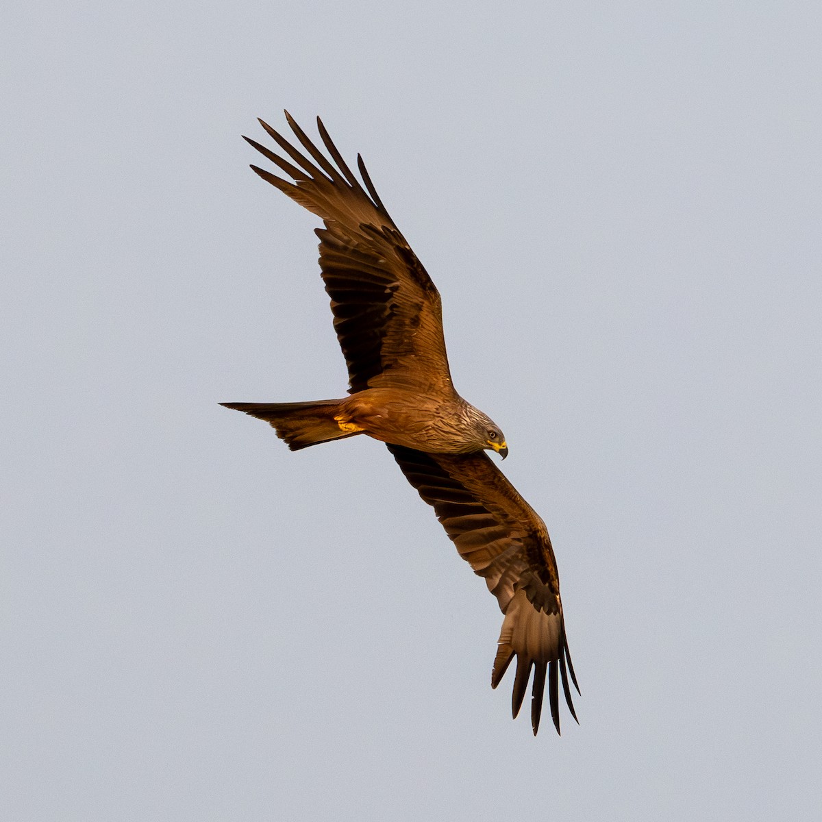 黑鳶 - ML622066925