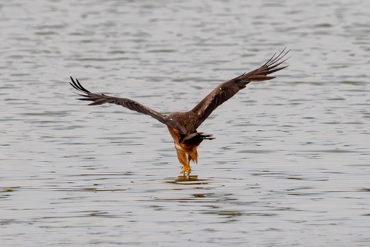 Black Kite - ML622066926