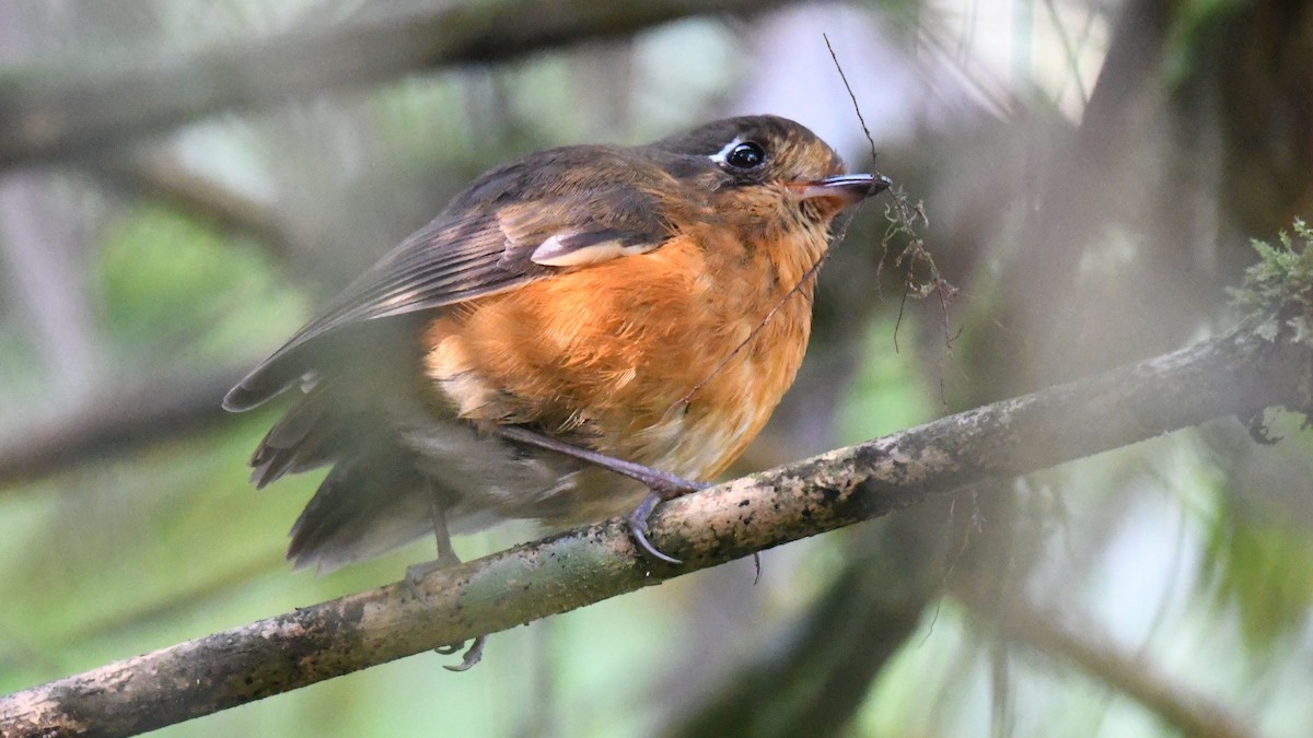 Leymebamba Antpitta - ML622066932