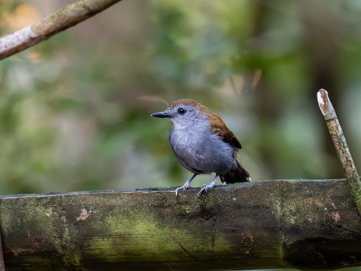 Xingu Scale-backed Antbird - ML622066938