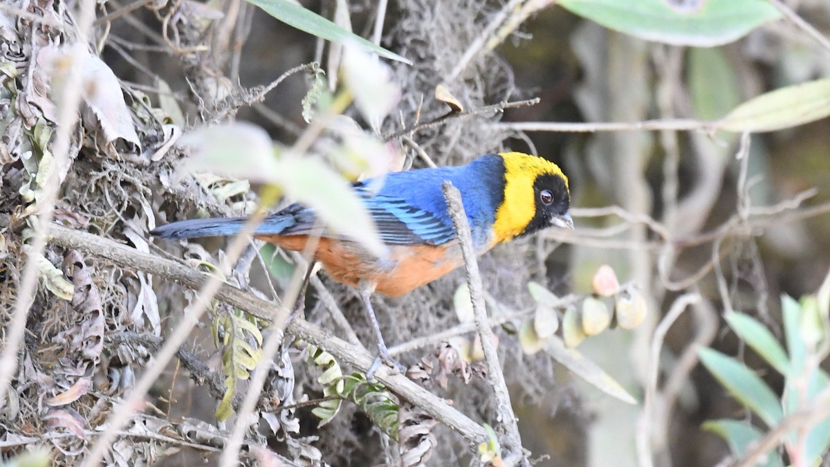 Golden-collared Tanager - ML622066943