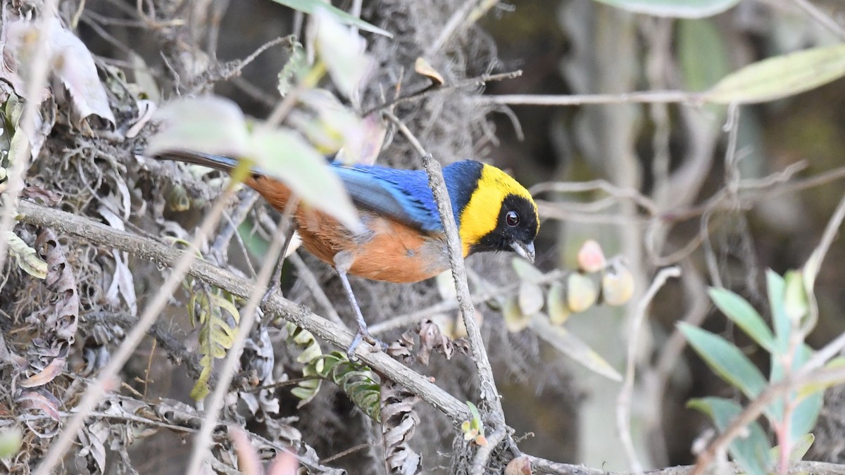 Golden-collared Tanager - ML622066944