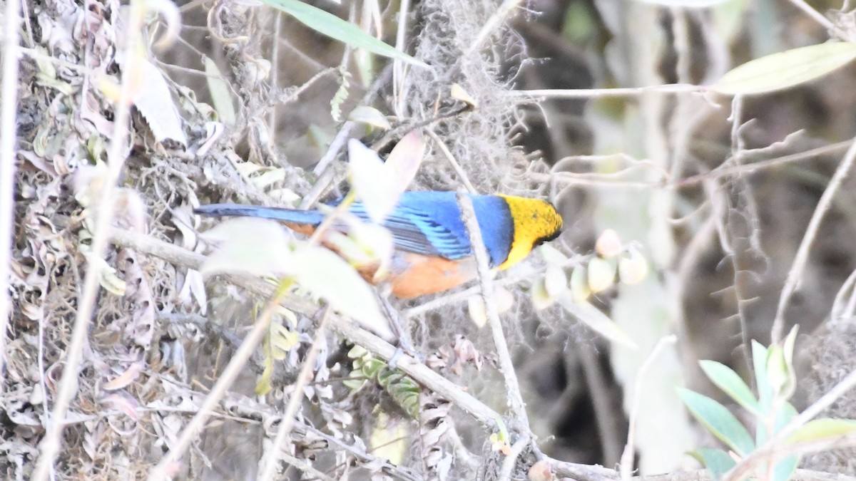 Golden-collared Tanager - ML622066946