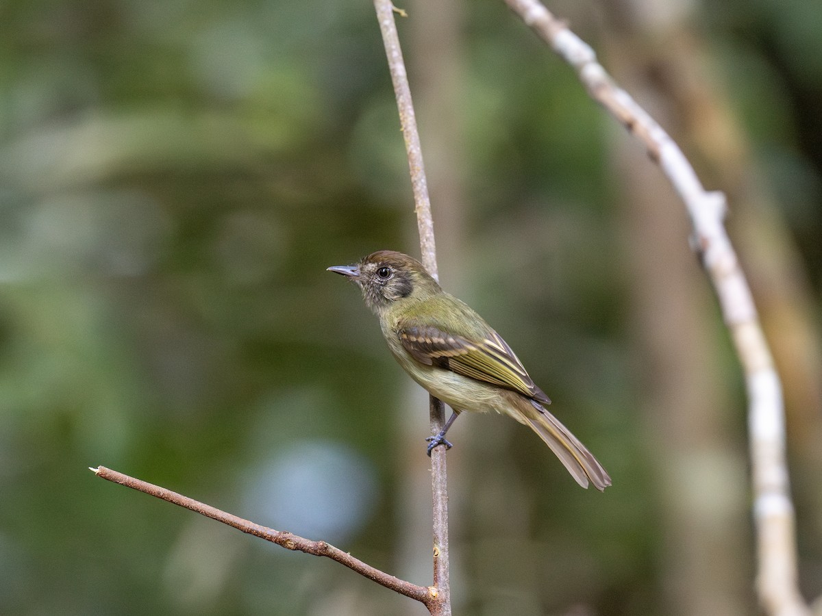 Sepia-capped Flycatcher - ML622066947