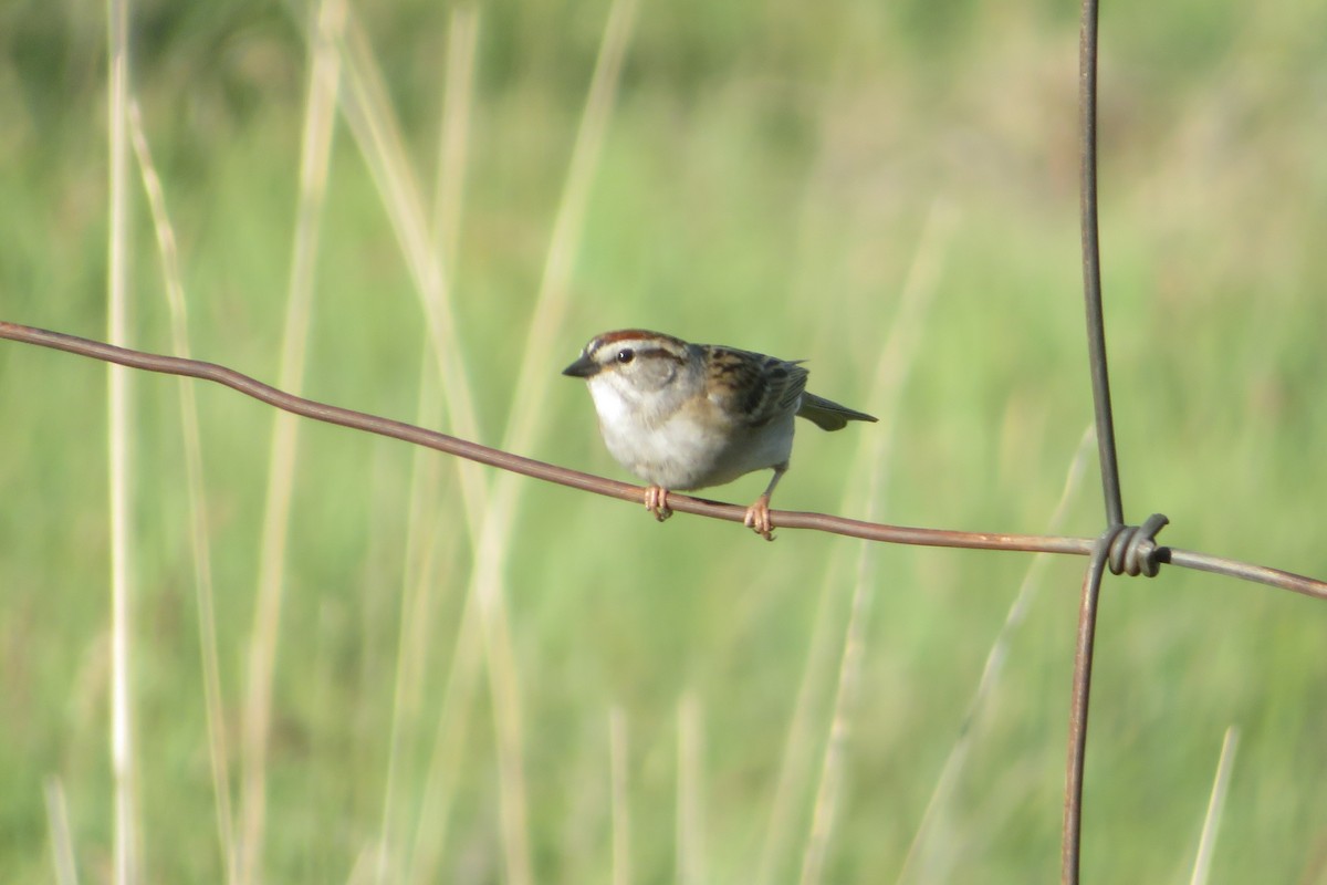 Chipping Sparrow - ML622066970