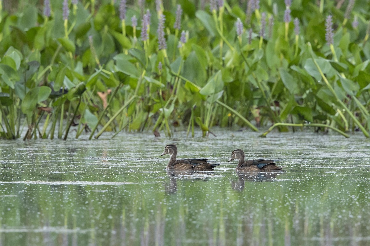 Wood Duck - ML622066985