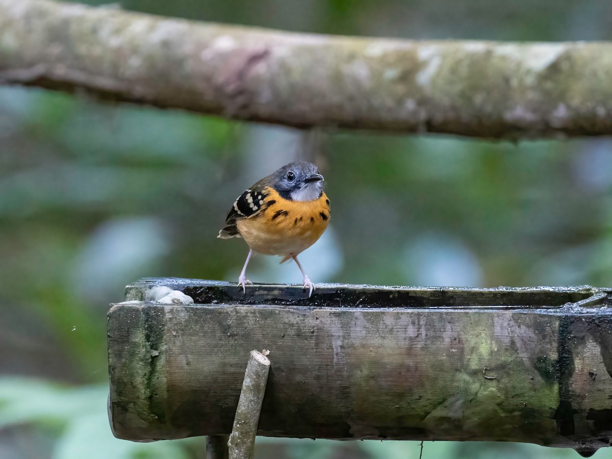 Spot-backed Antbird - ML622066988