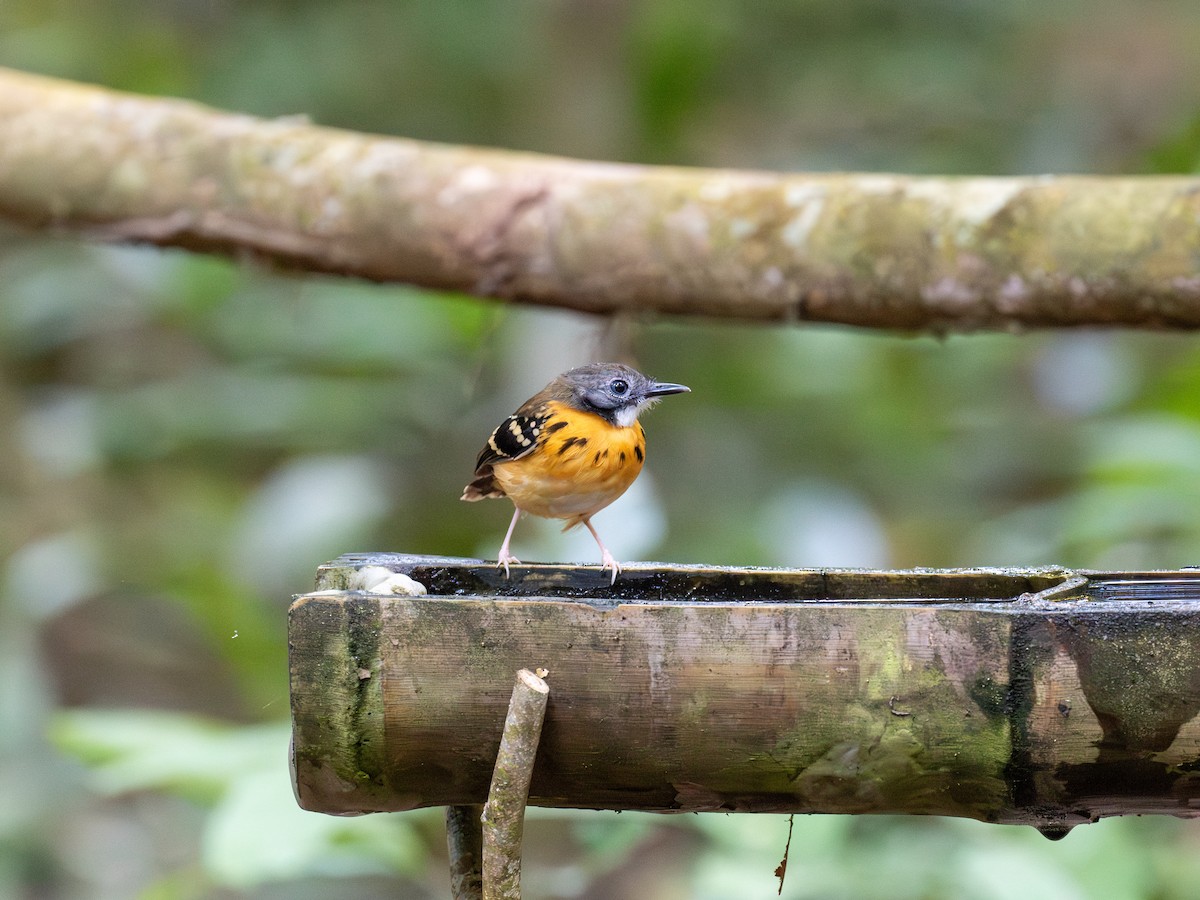 Spot-backed Antbird - ML622066989