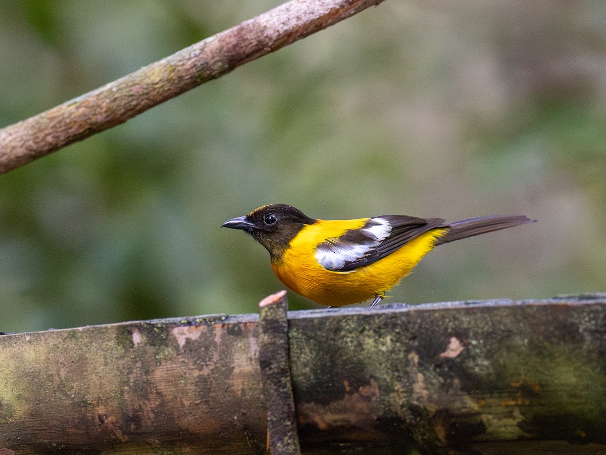White-winged Shrike-Tanager - ML622066993