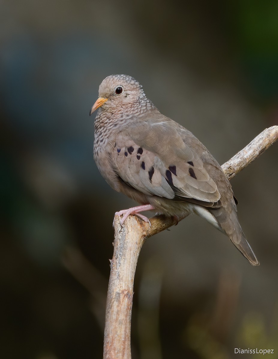 Common Ground Dove - ML622067011