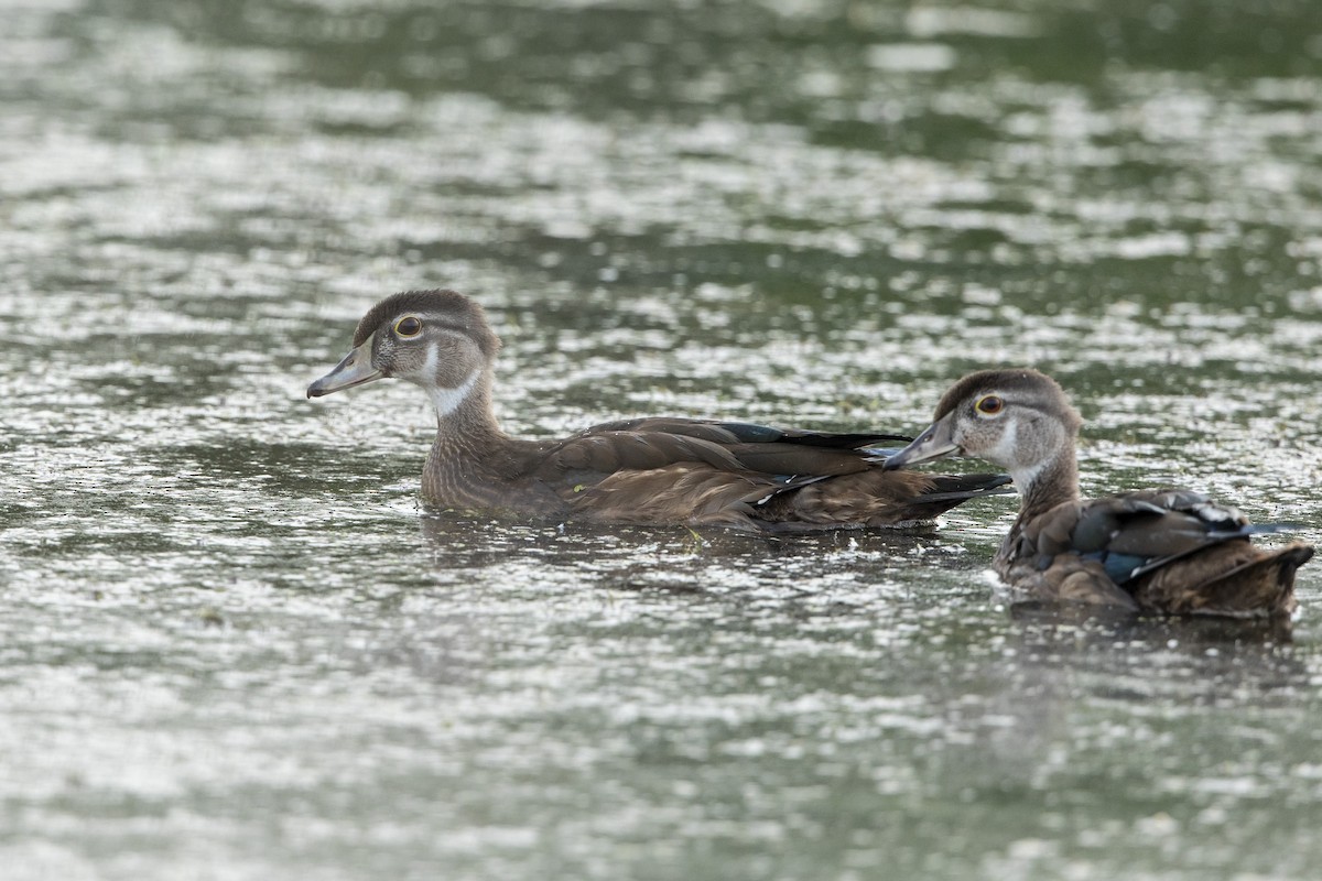 Wood Duck - ML622067033