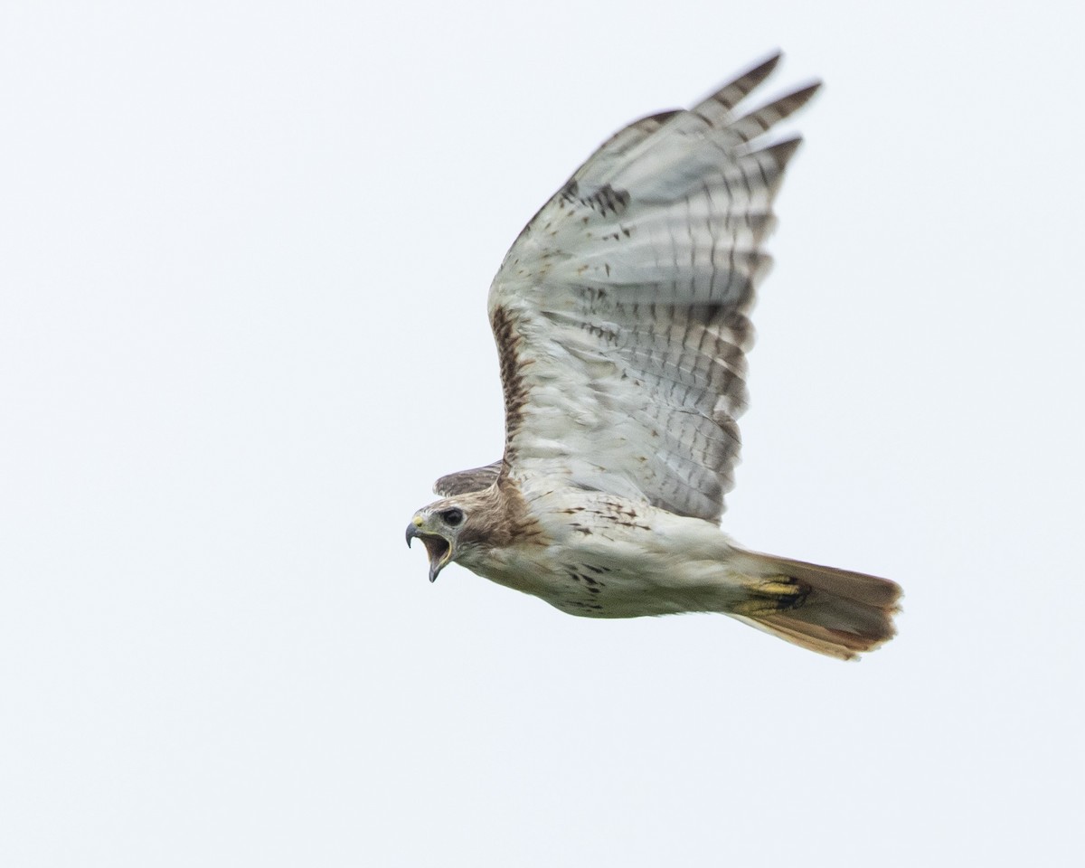 Red-tailed Hawk - ML622067039