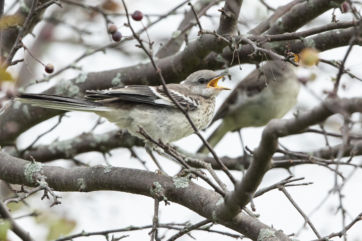 Northern Mockingbird - ML622067052