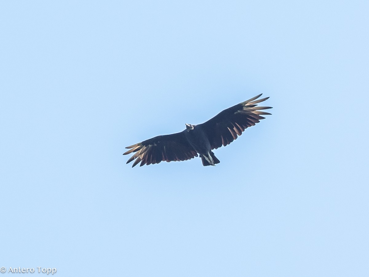 Black Vulture - ML622067057