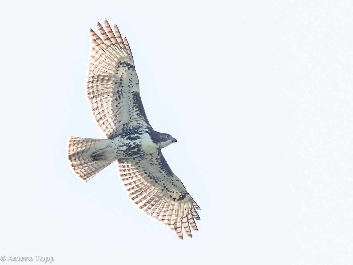 Red-tailed Hawk - ML622067063