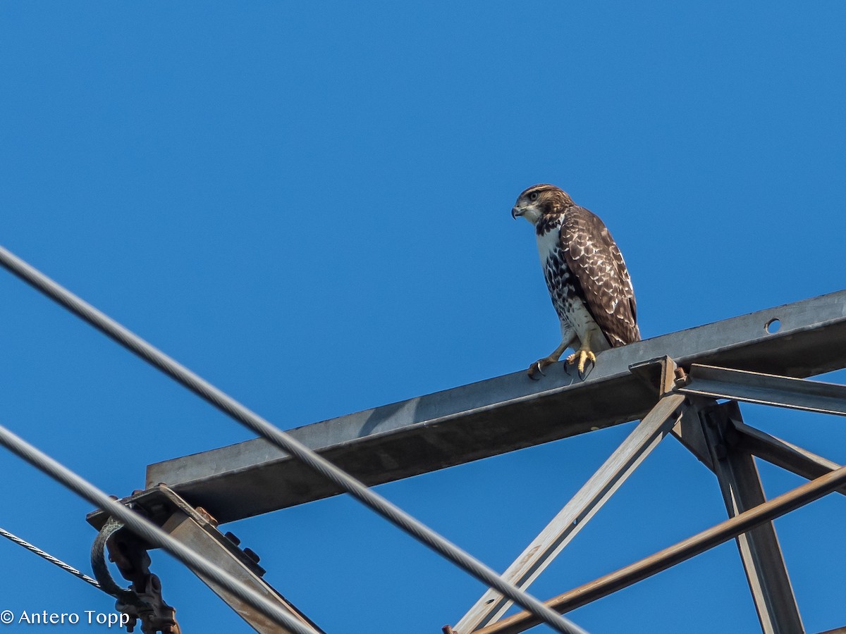 Red-tailed Hawk - ML622067064