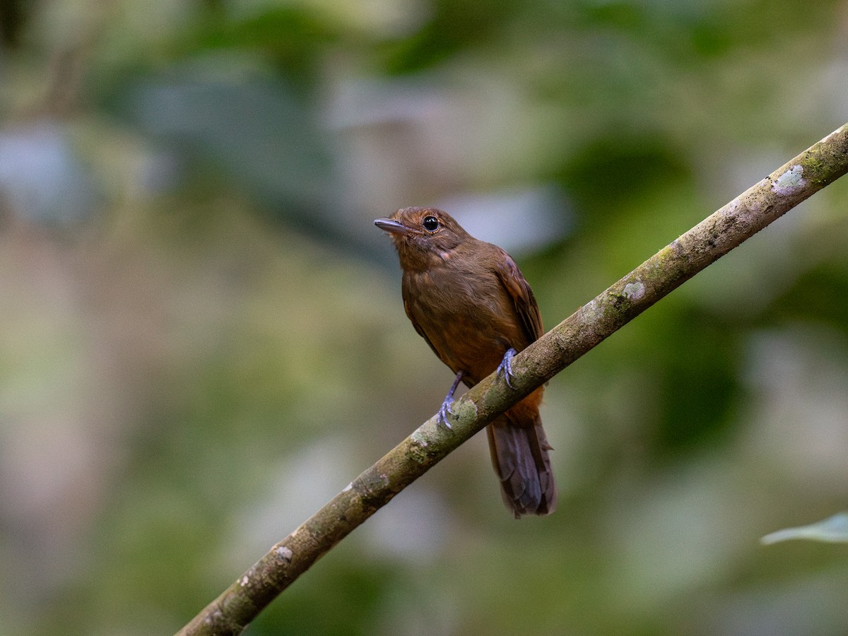 Brown-winged Schiffornis - ML622067067