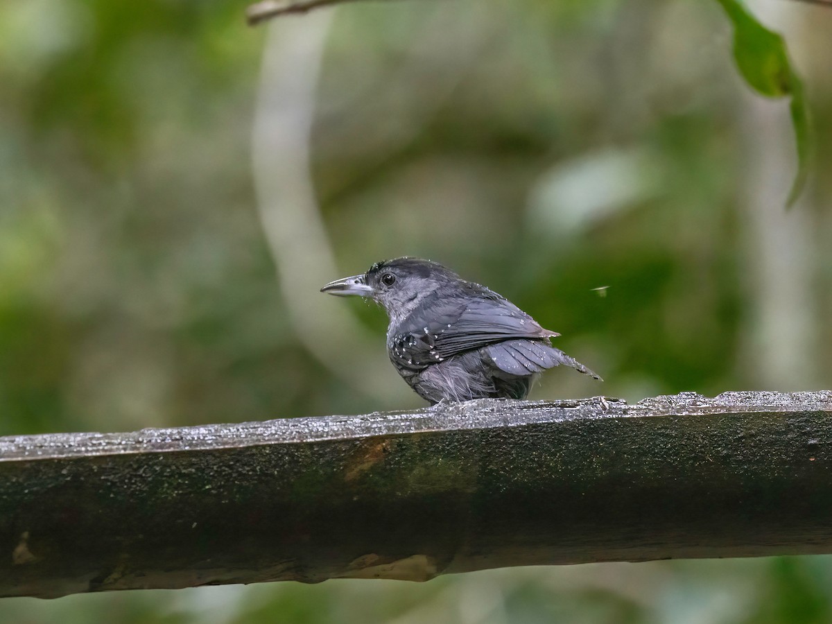 Spot-winged Antshrike - ML622067117