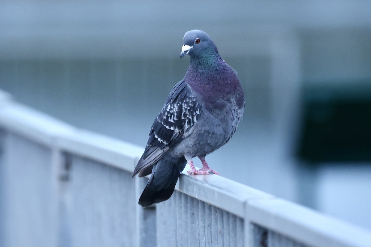 Rock Pigeon (Feral Pigeon) - ML622067147