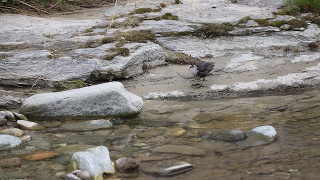 White-throated Dipper - ML622067154