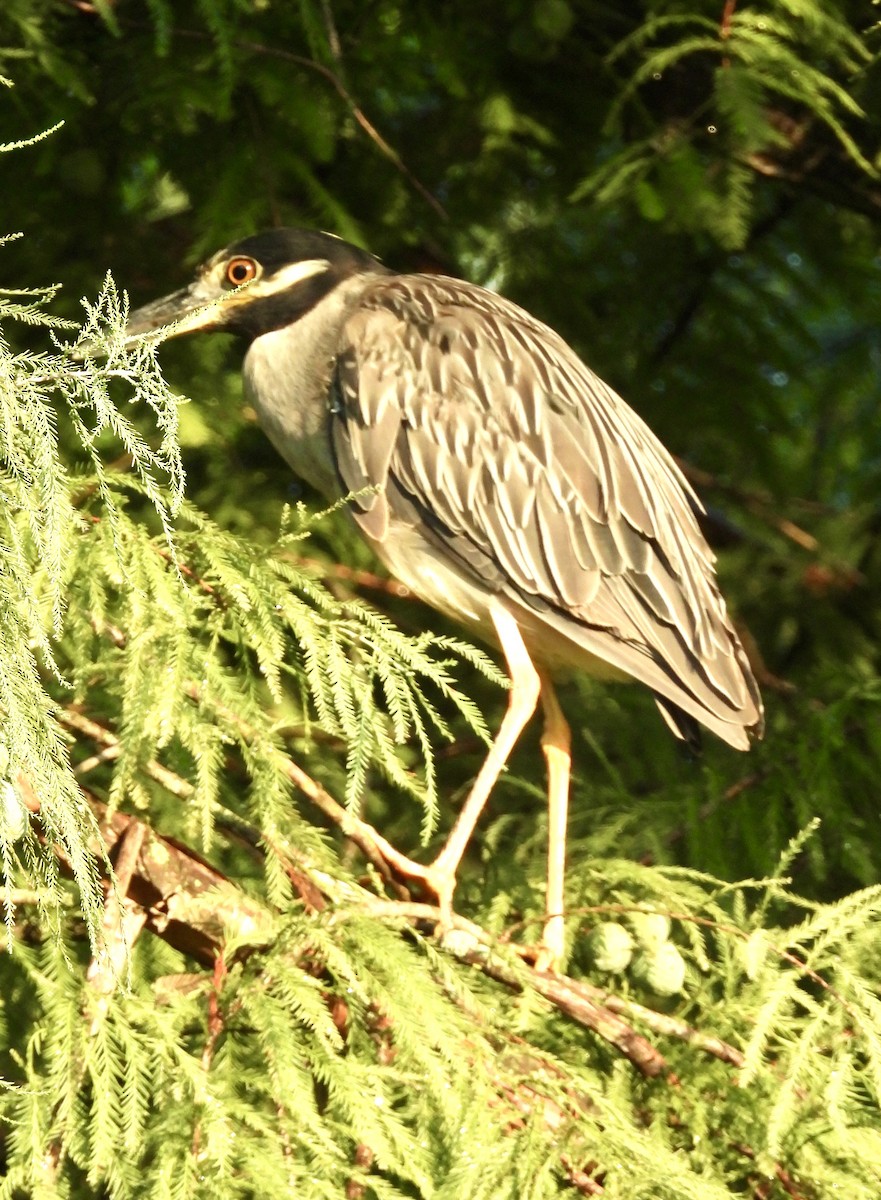 Yellow-crowned Night Heron - ML622067171