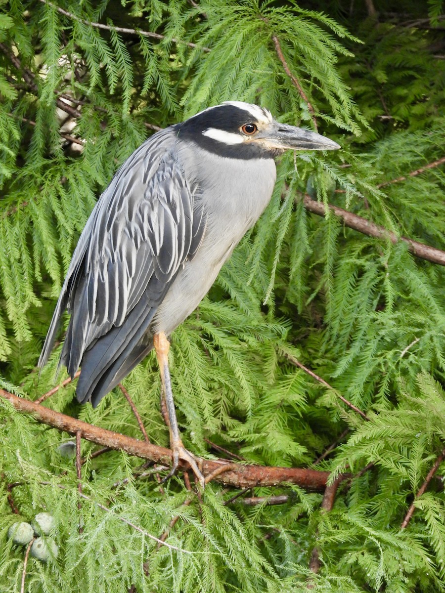 Yellow-crowned Night Heron - ML622067172