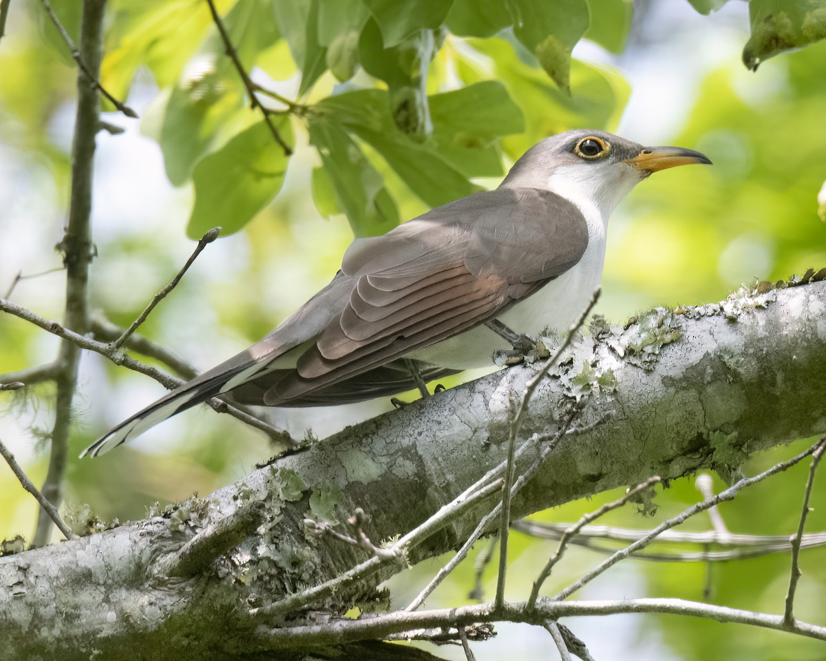 Yellow-billed Cuckoo - ML622067196