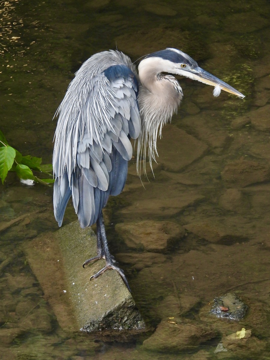 Great Blue Heron - ML622067197