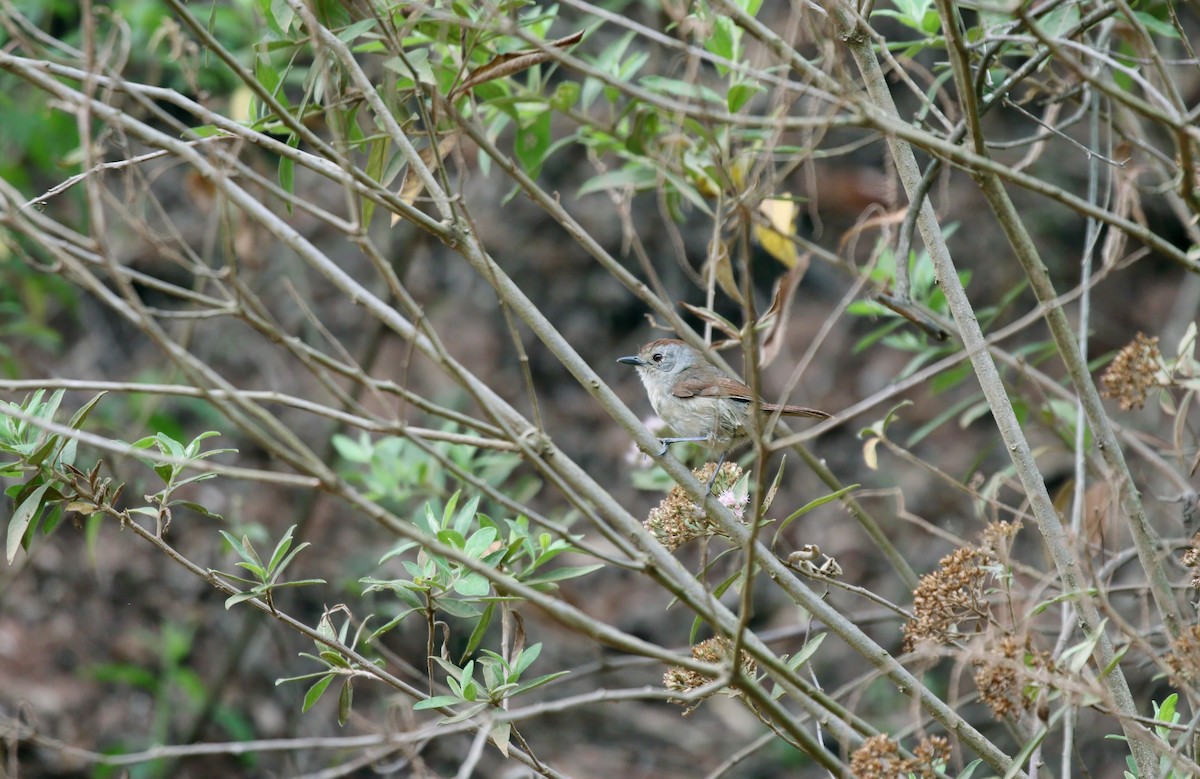 Rufous-capped Antshrike - ML622067214