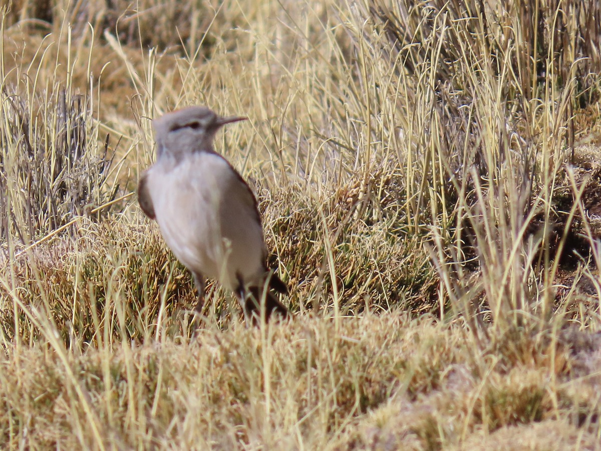 Rufous-naped Ground-Tyrant - ML622067223