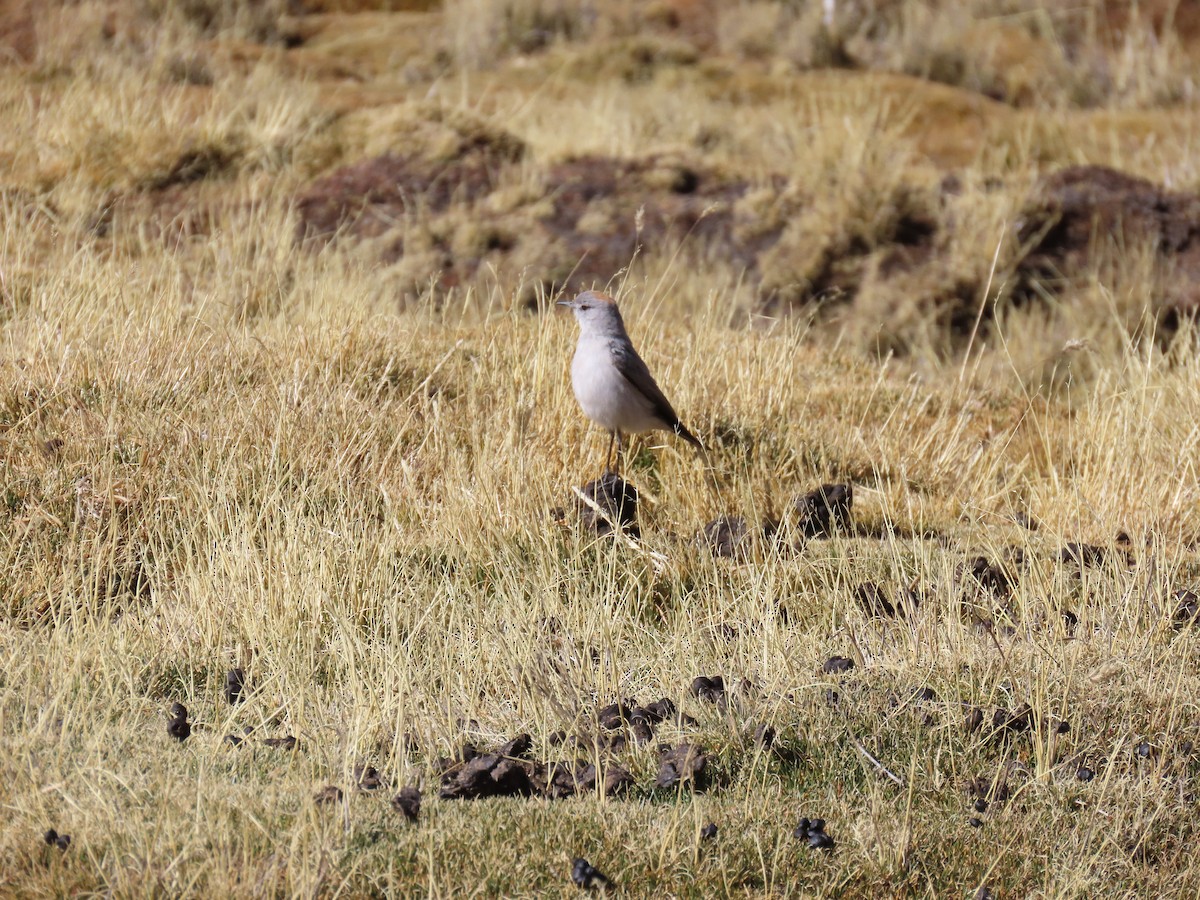 Rufous-naped Ground-Tyrant - ML622067224